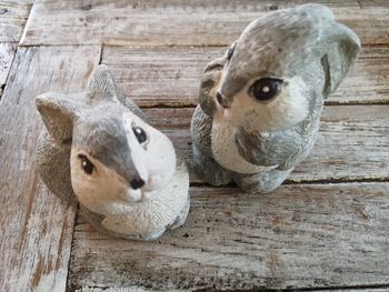 High angle view of sheep on wood