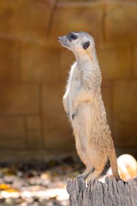 Close-up of mongoose