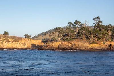 Scenic view of trees against clear sky