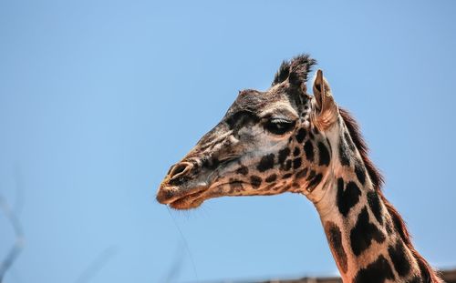 Low angle view of giraffe against clear sky