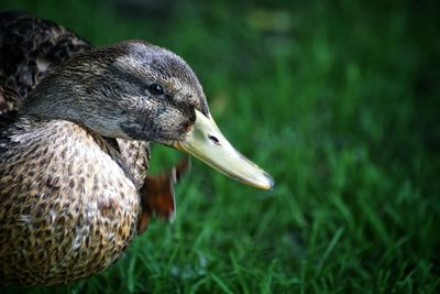 Close-up of duck on grass