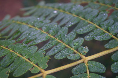 Close-up of raindrops on leaves