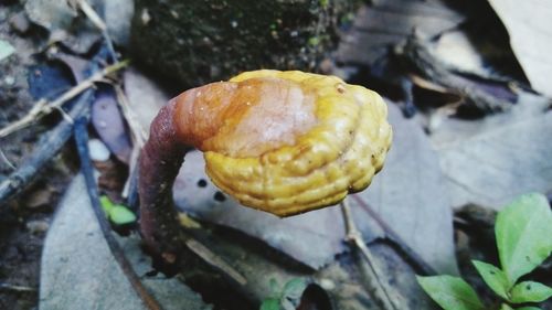 Close up of plant against blurred background