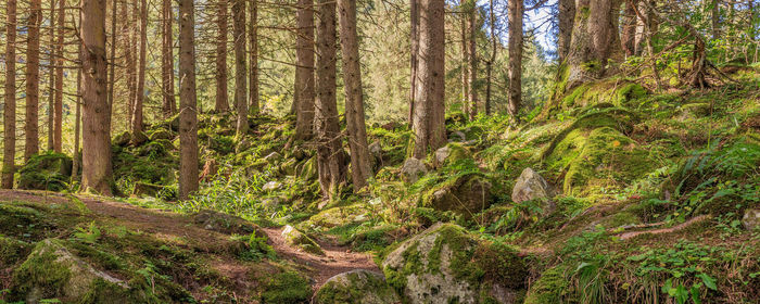 Pine trees in forest