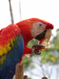 Close-up of parrot perching