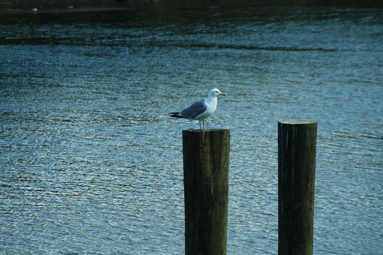 SEAGULLS PERCHING ON WOODEN POST