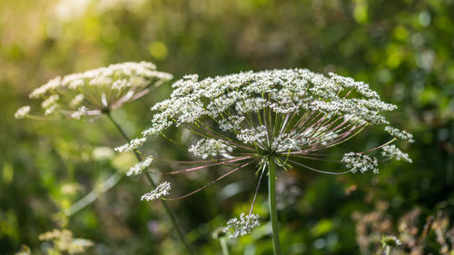 Close-up of white flowering plant