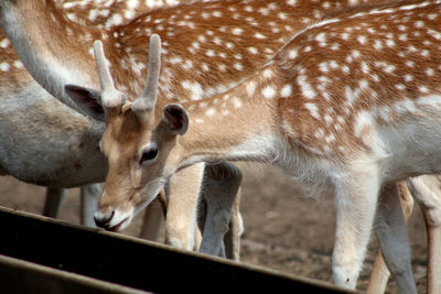 Close-up of deer eating.