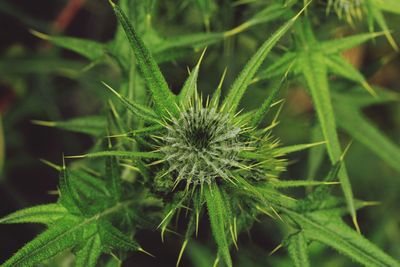 Close-up of fresh green plant