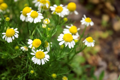 Close-up of white daisy flowers