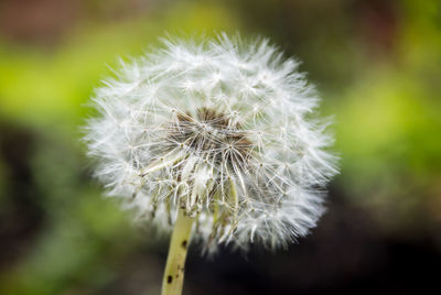 Close-up of dandelion flower