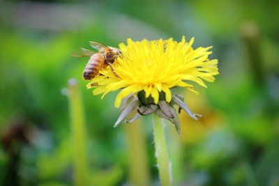 Close-up of bee on yellow flower