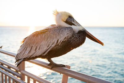 Close-up of bird perching on railing against sea