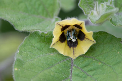 Close-up of yellow flower