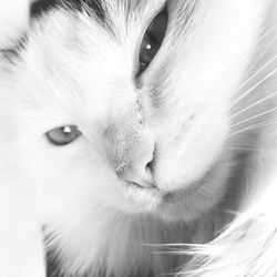 Close-up portrait of cat