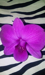 Close-up of pink flower