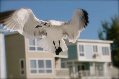 Low angle view of bird flying against sky