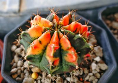 Close-up of potted cactus