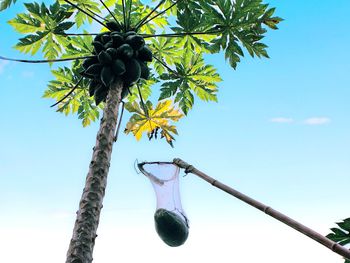 Low angle view of tree against sky