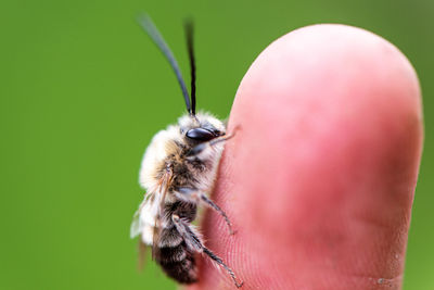 Close-up of bee on pink flower