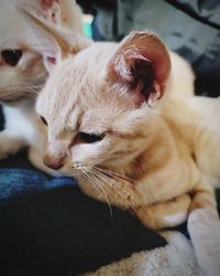 Close-up of ginger cat