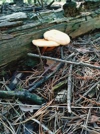 High angle view of mushroom growing on field