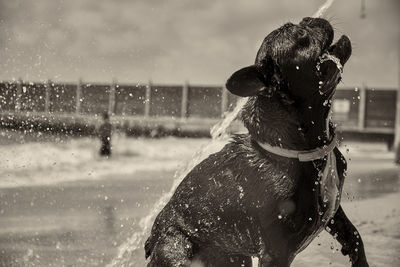 Dog on wet shore