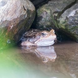 Close-up of lizard in water