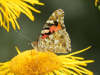 Close-up of butterfly pollinating on yellow flower