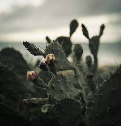 Close-up of succulent plant