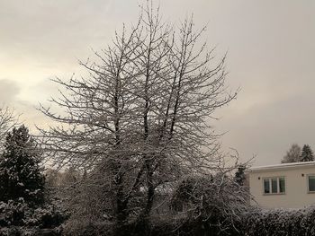 Low angle view of bare tree and building against sky