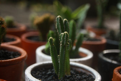 Close-up of succulent plant