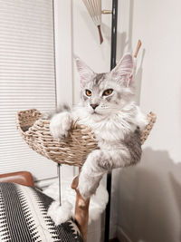 Silver maine coon in basket
