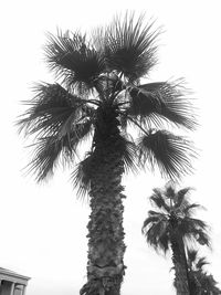 Low angle view of palm trees