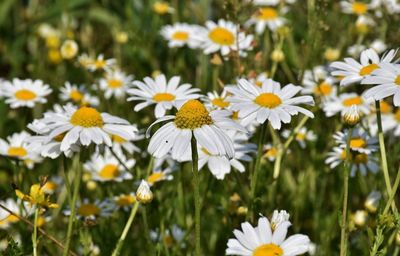 Close-up of white daisy flowers