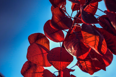 Low angle view of leaves