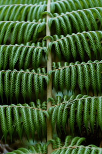 Full frame shot of succulent plant