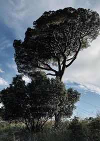 tree
