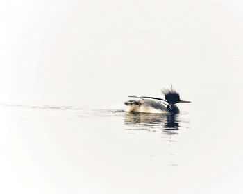 Bird swimming in lake