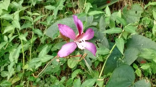 Close-up of purple flowers blooming outdoors