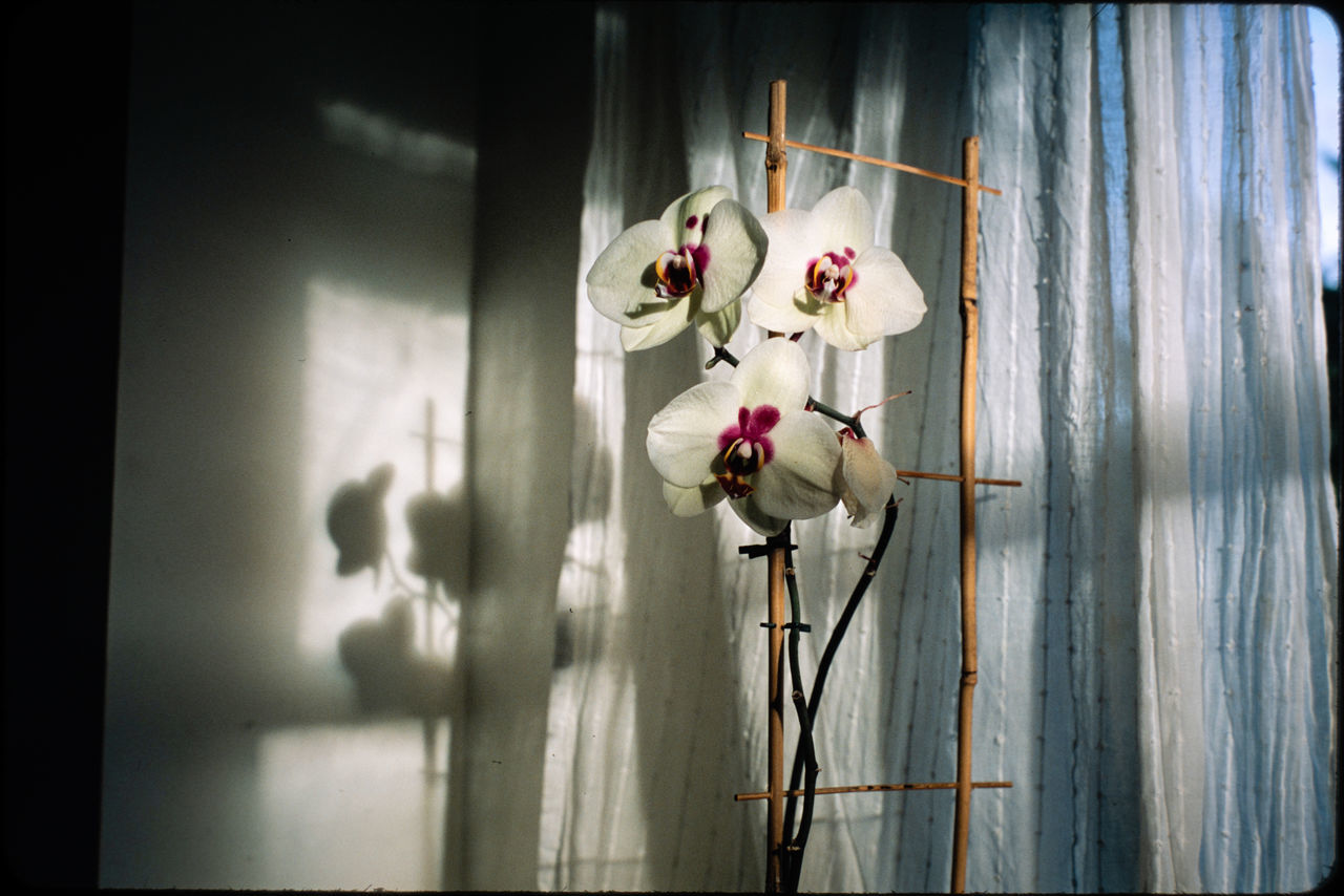 CLOSE-UP OF WHITE FLOWERS HANGING ON WINDOW