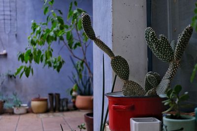 Potted plants on table against wall