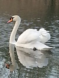 Swan swimming in lake