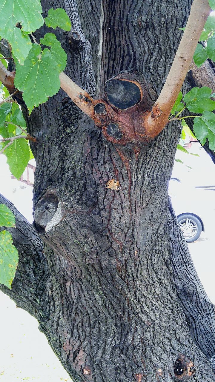 CLOSE-UP OF TREE TRUNK ON WALL