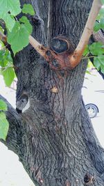 Close-up of tree trunk