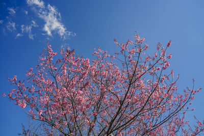 Low angle view of cherry blossom against blue sky