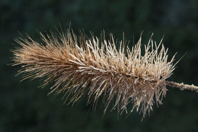 Close-up of wilted plant