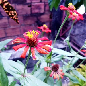 Close-up of flower blooming outdoors