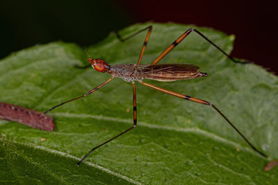 Close-up of spider on leaf