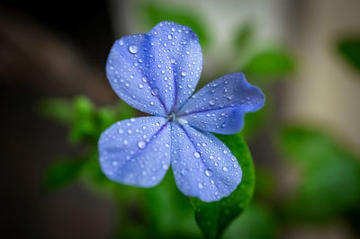 Close-up of wet purple flower